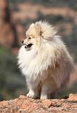 SPITZ ALLEMAND 341
